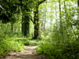 Trees and path in East Gresham Park