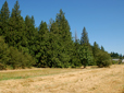 Trees and grass in Southwest Community Park